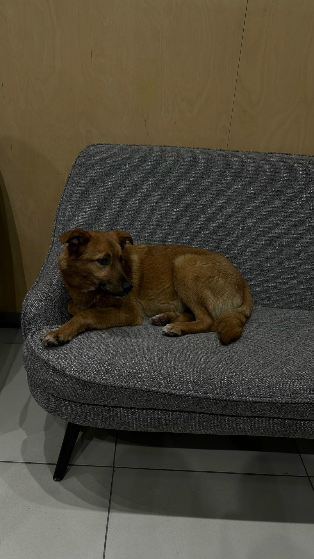 Найдена собака в Курске — фото объявления