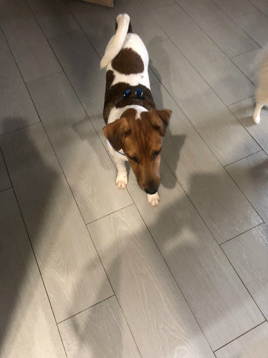 Найдена собака в Курске — фото объявления