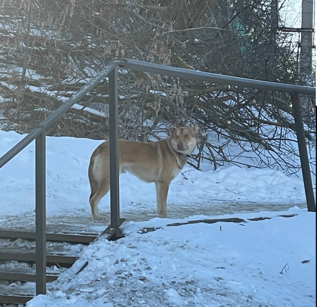 Найдена собака в Курске — фото объявления