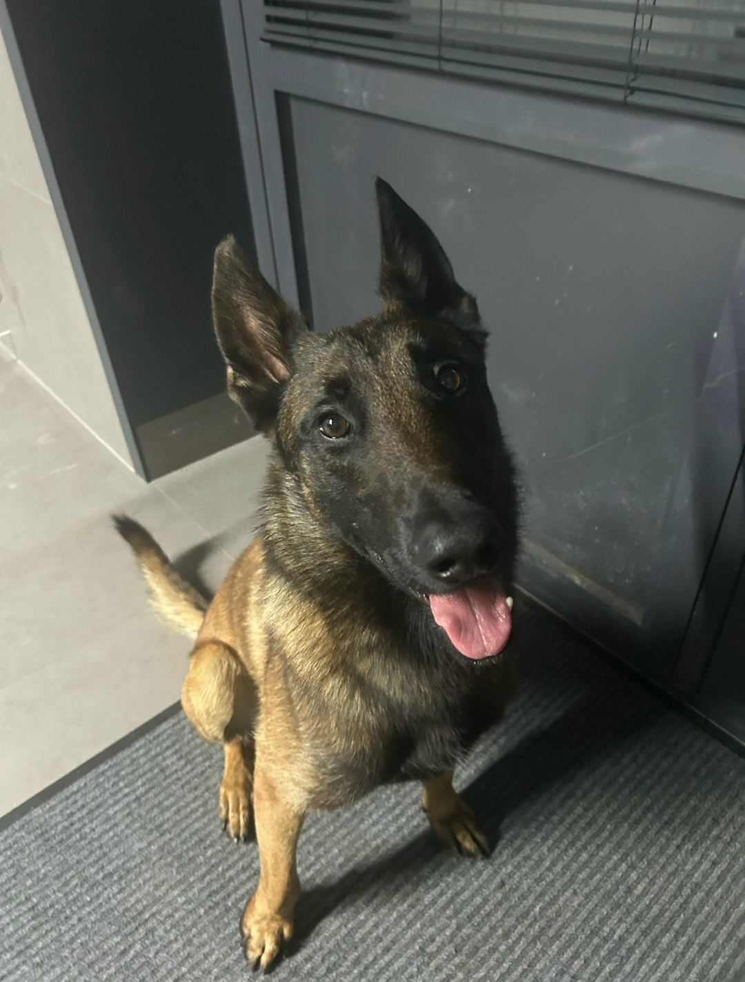 Пропала собака в Курске — фото объявления