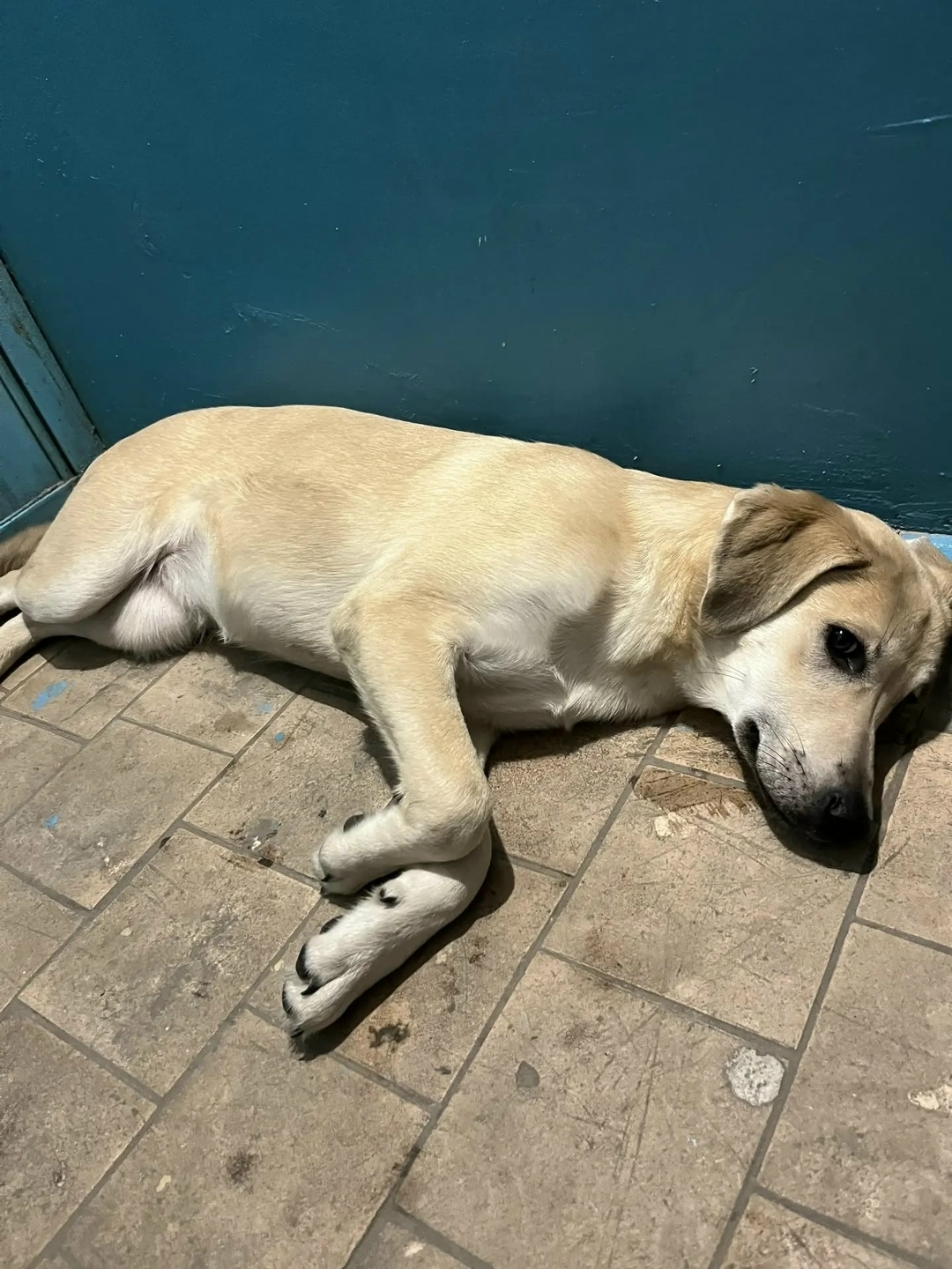 Найдена собака в Курске — фото объявления