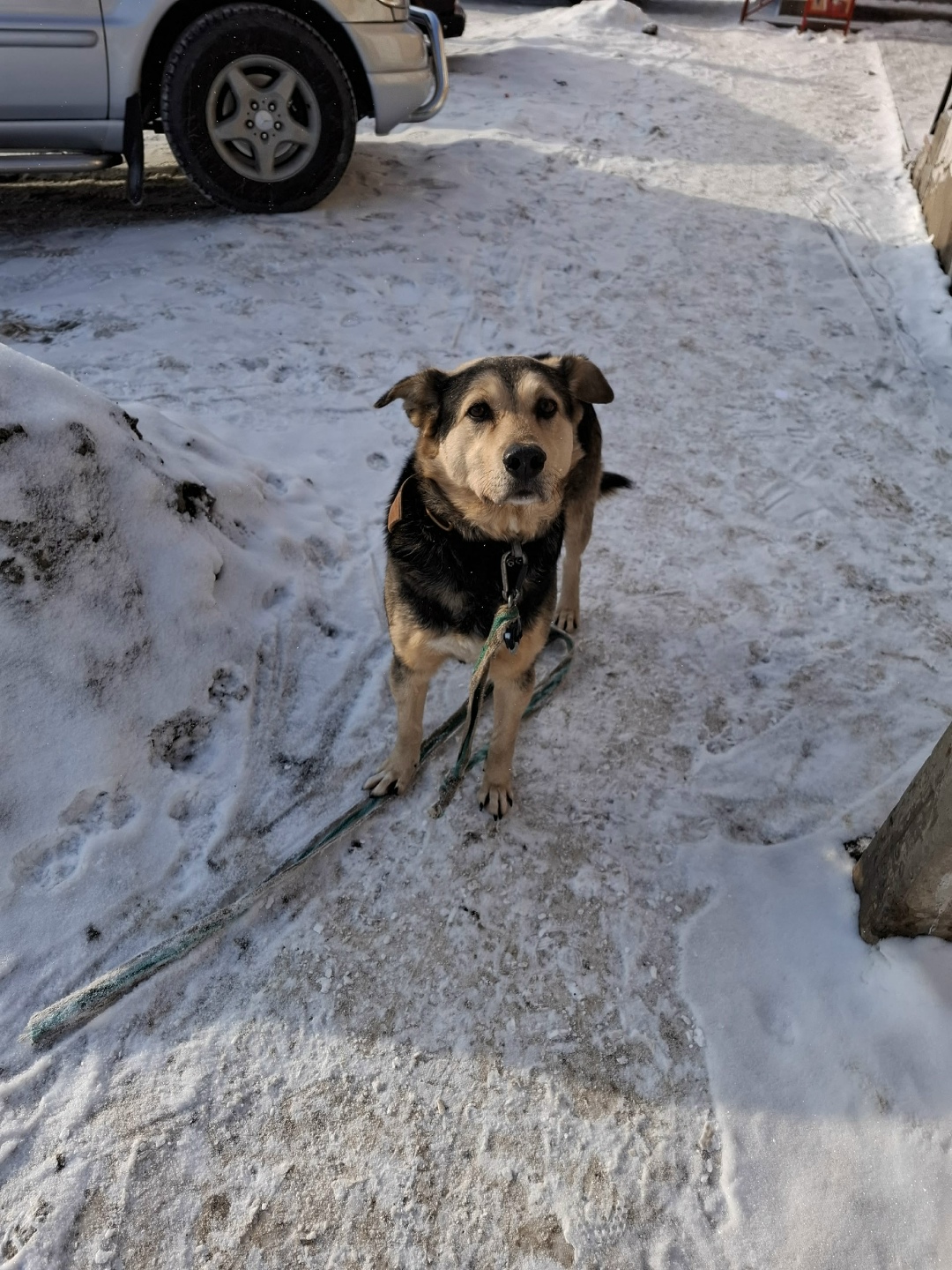 Найдена собака в Курске — фото объявления