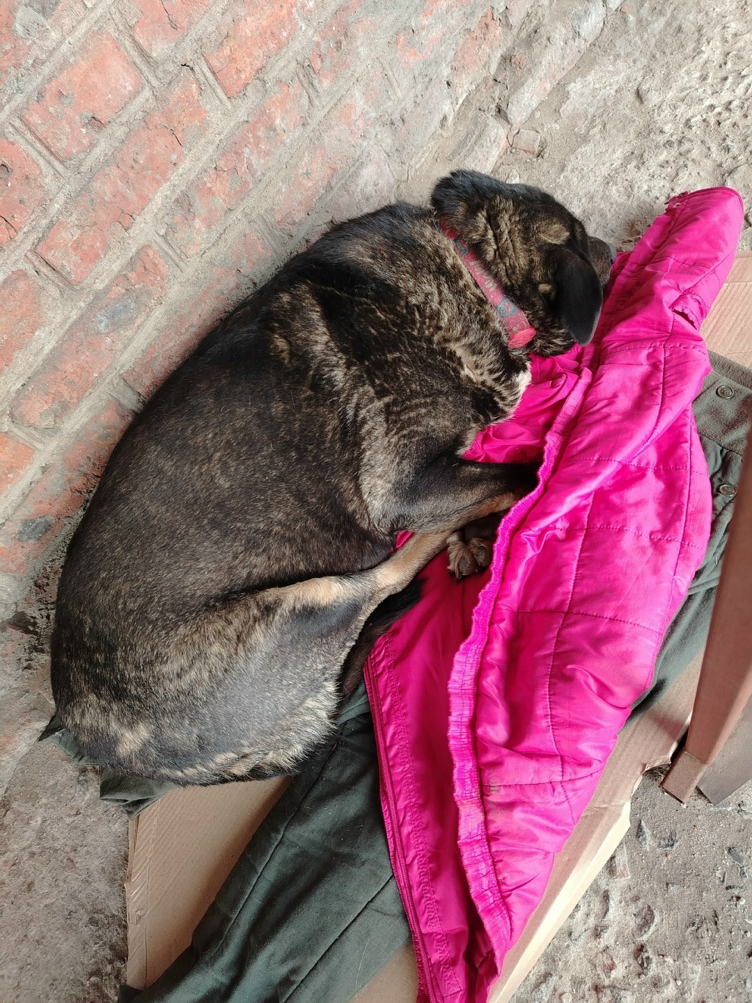 Найдена собака в Курске — фото объявления