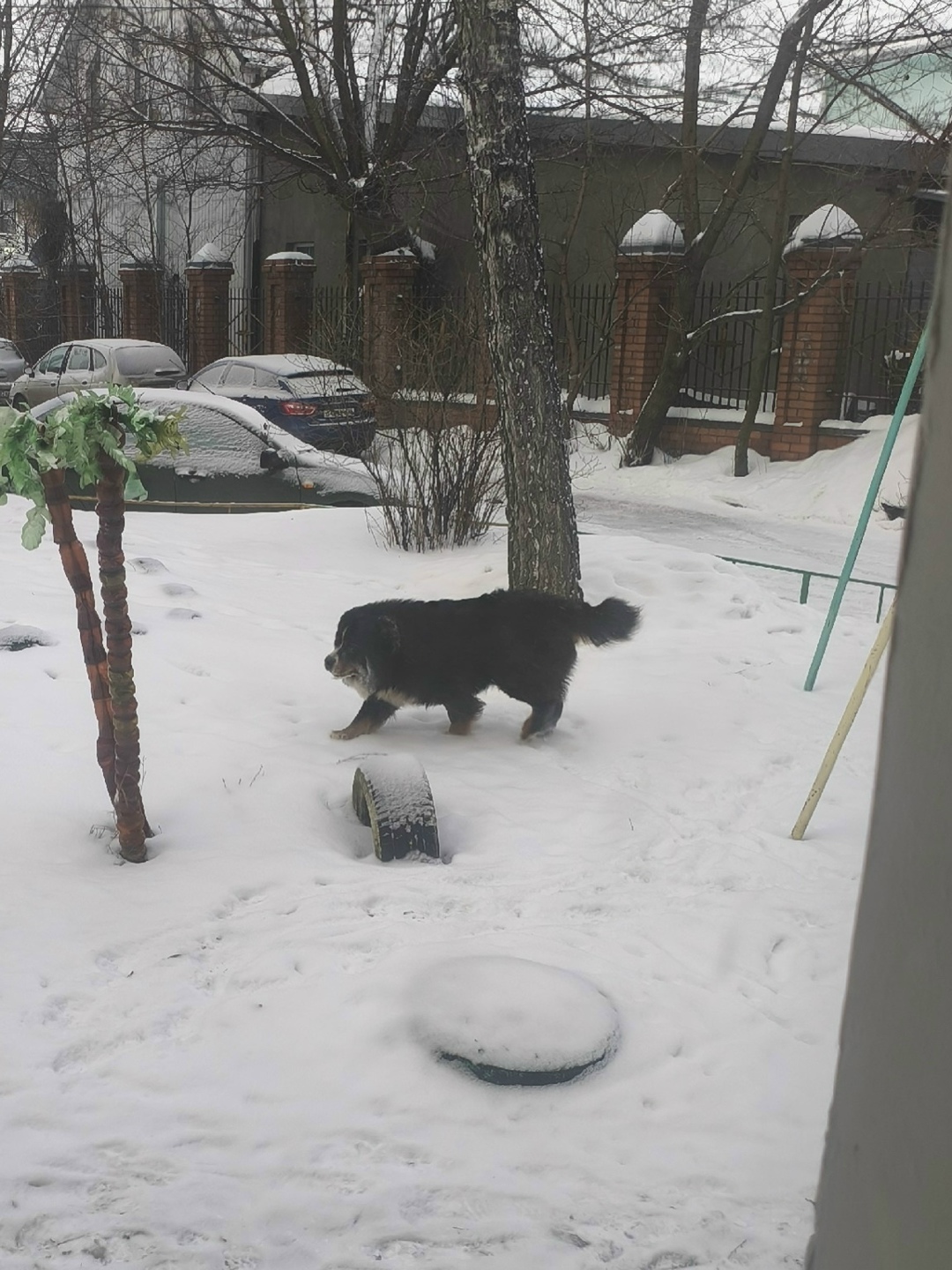 Найдена собака в Курске — фото объявления