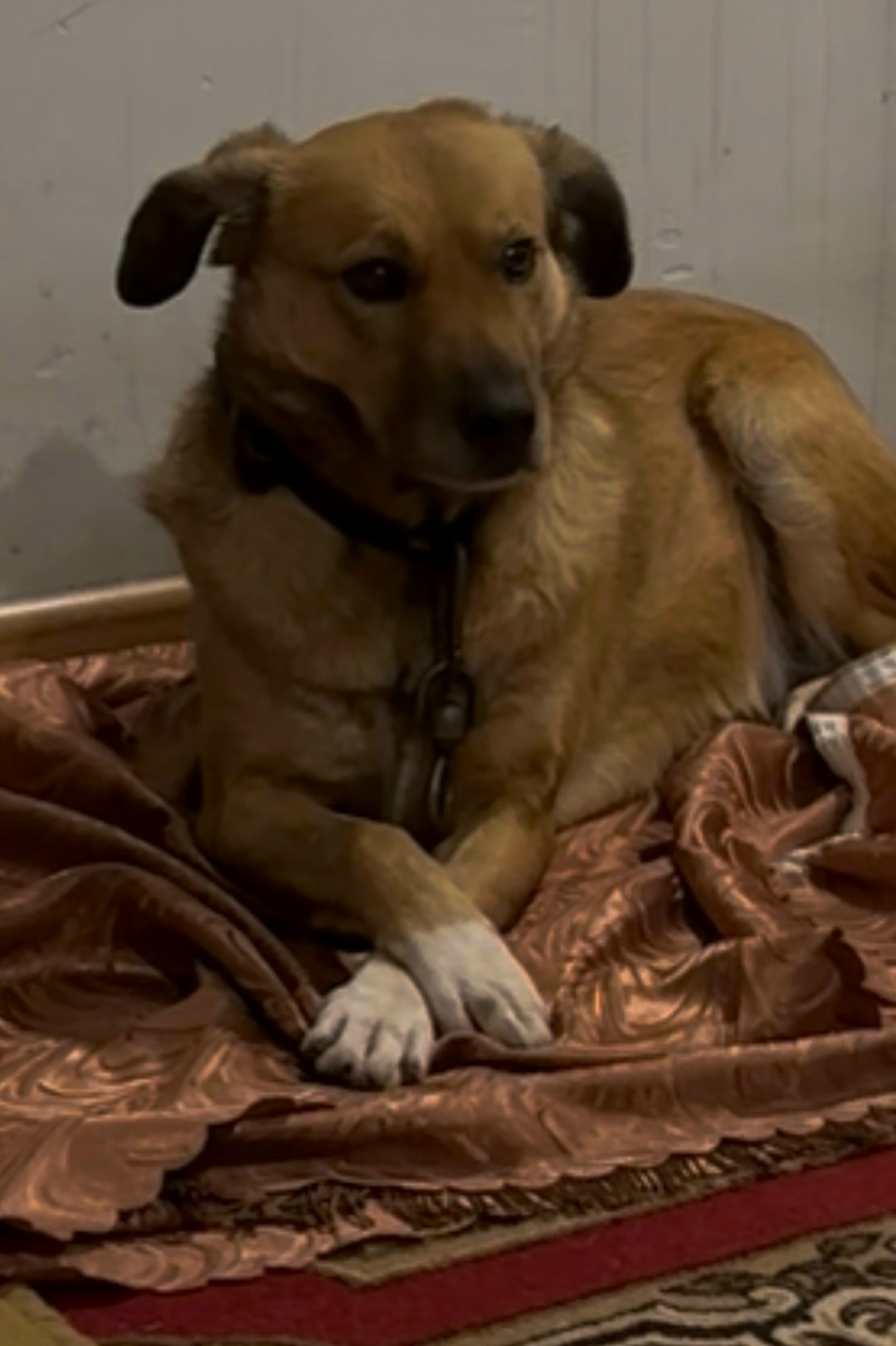 Пропала собака в Курске — фото объявления