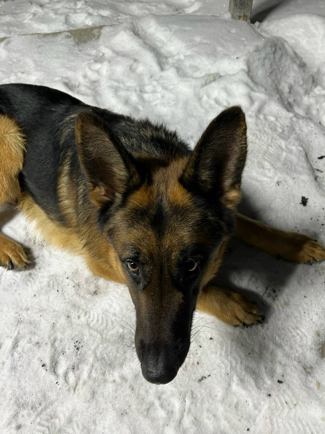 Пропала собака в Курске — фото объявления