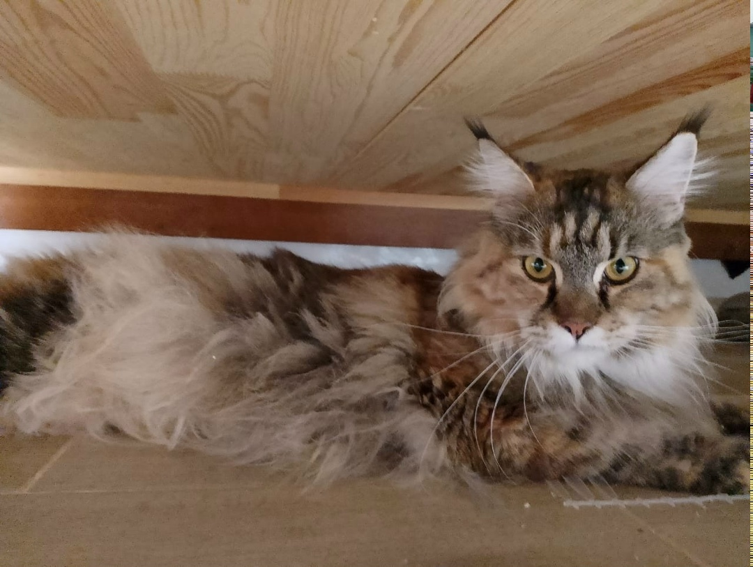 Пропала кошка в Курске — фото объявления