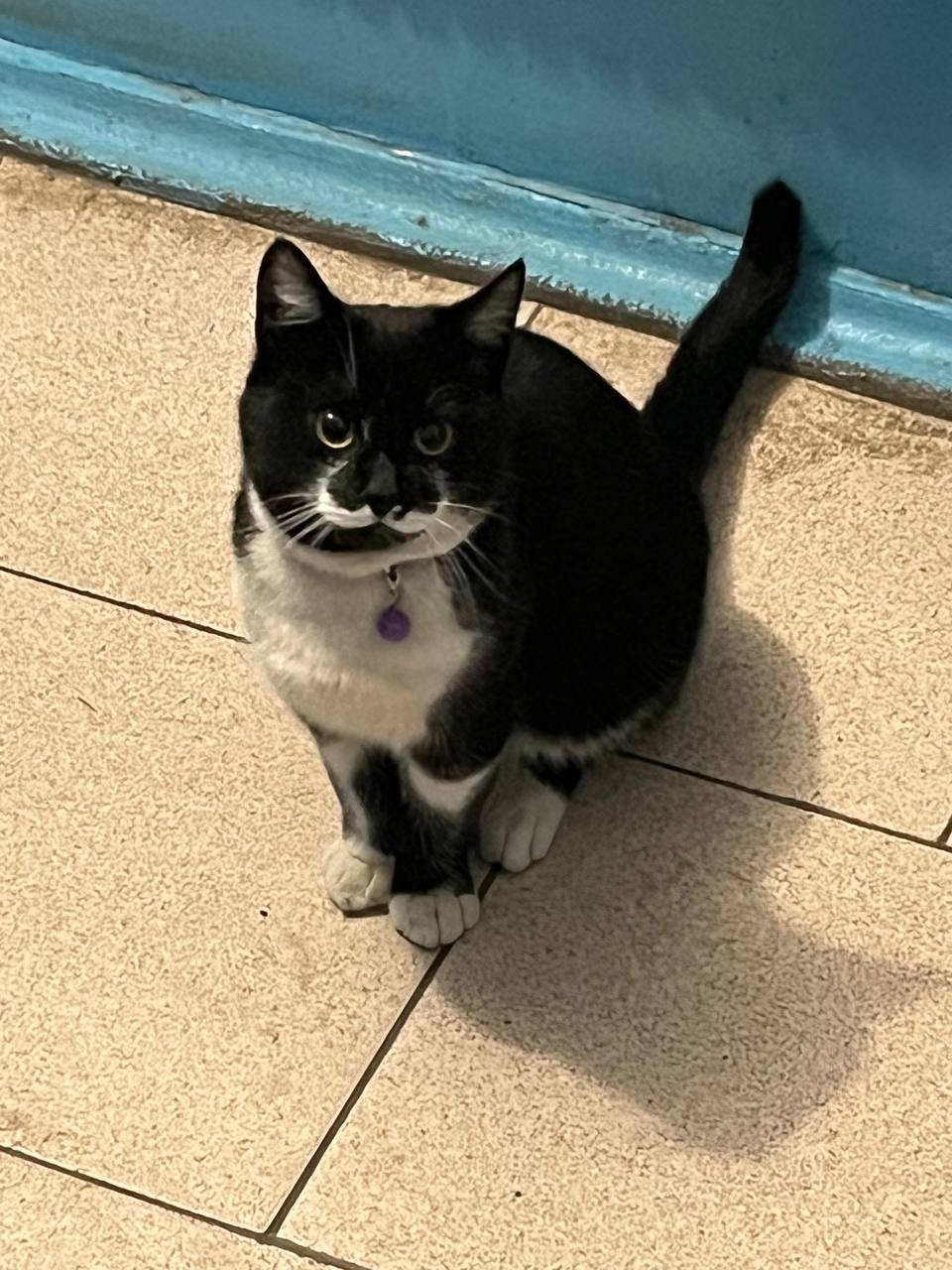 Найдена кошка в Курске — фото объявления