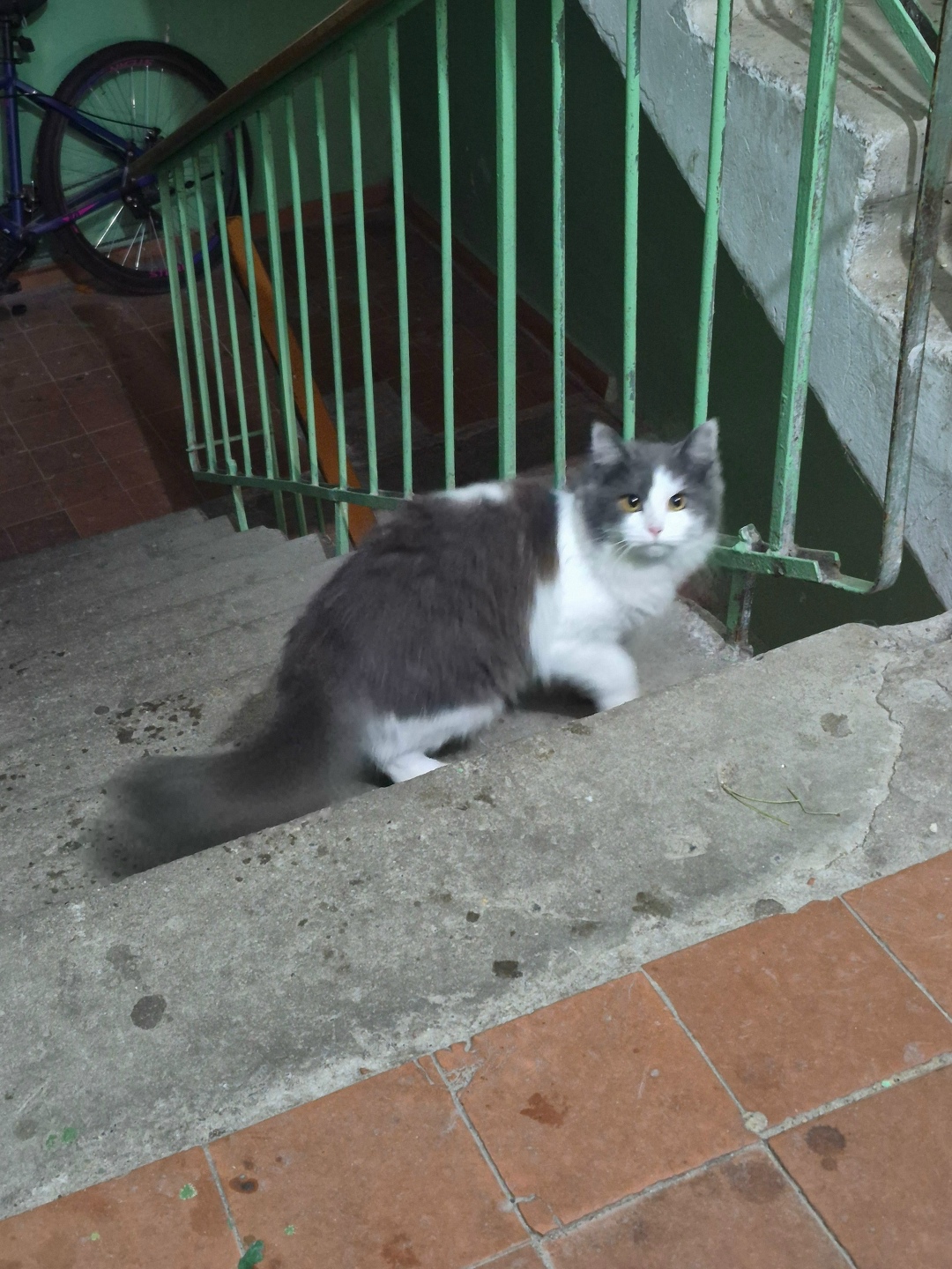 Найдена кошка в Курске — фото объявления