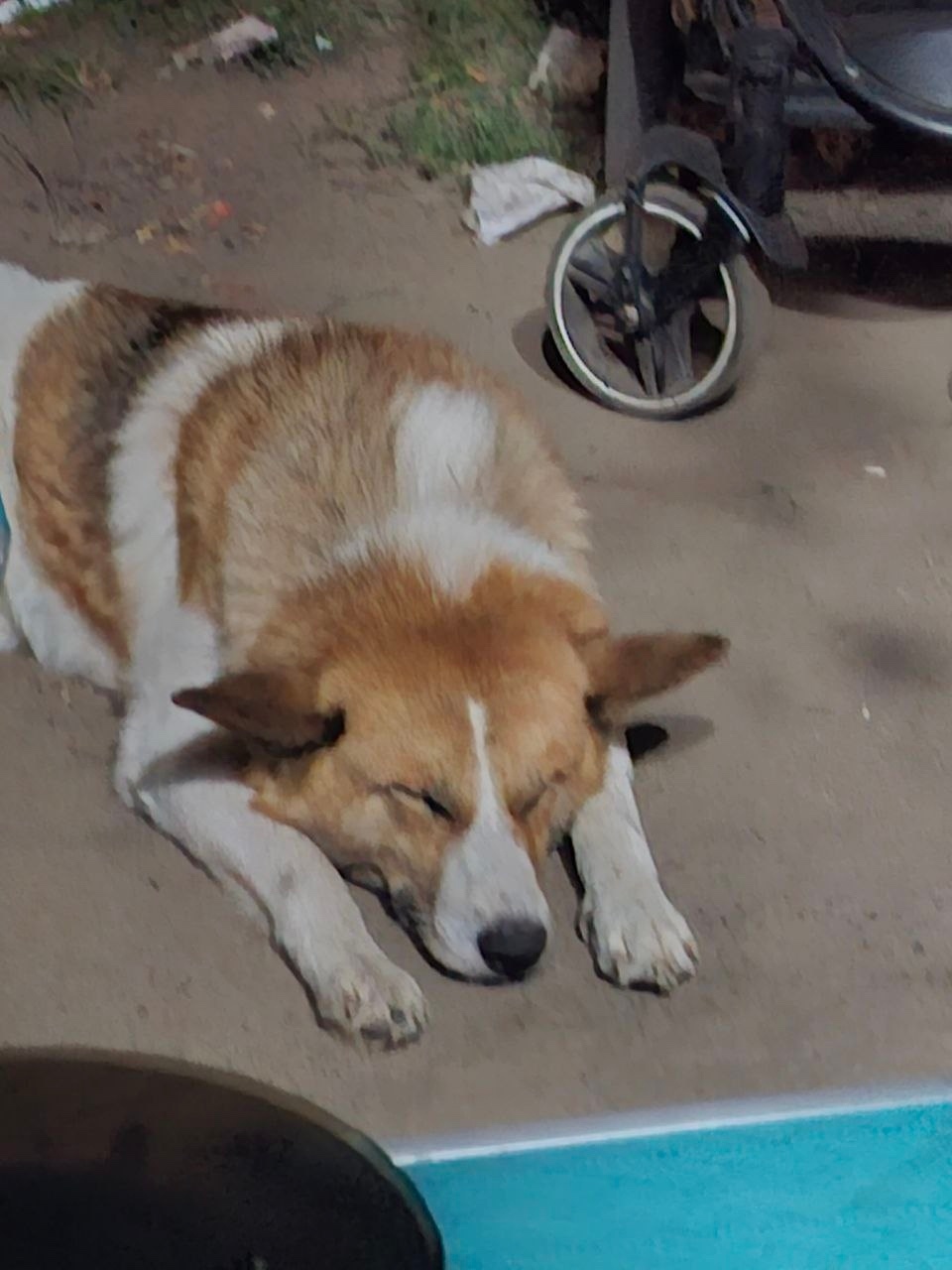Пропала собака в Курске — фото объявления