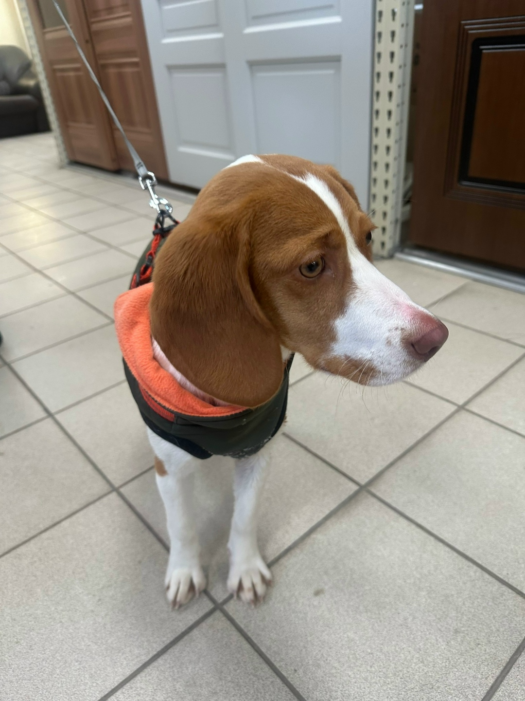 Найдена собака в Курске — фото объявления