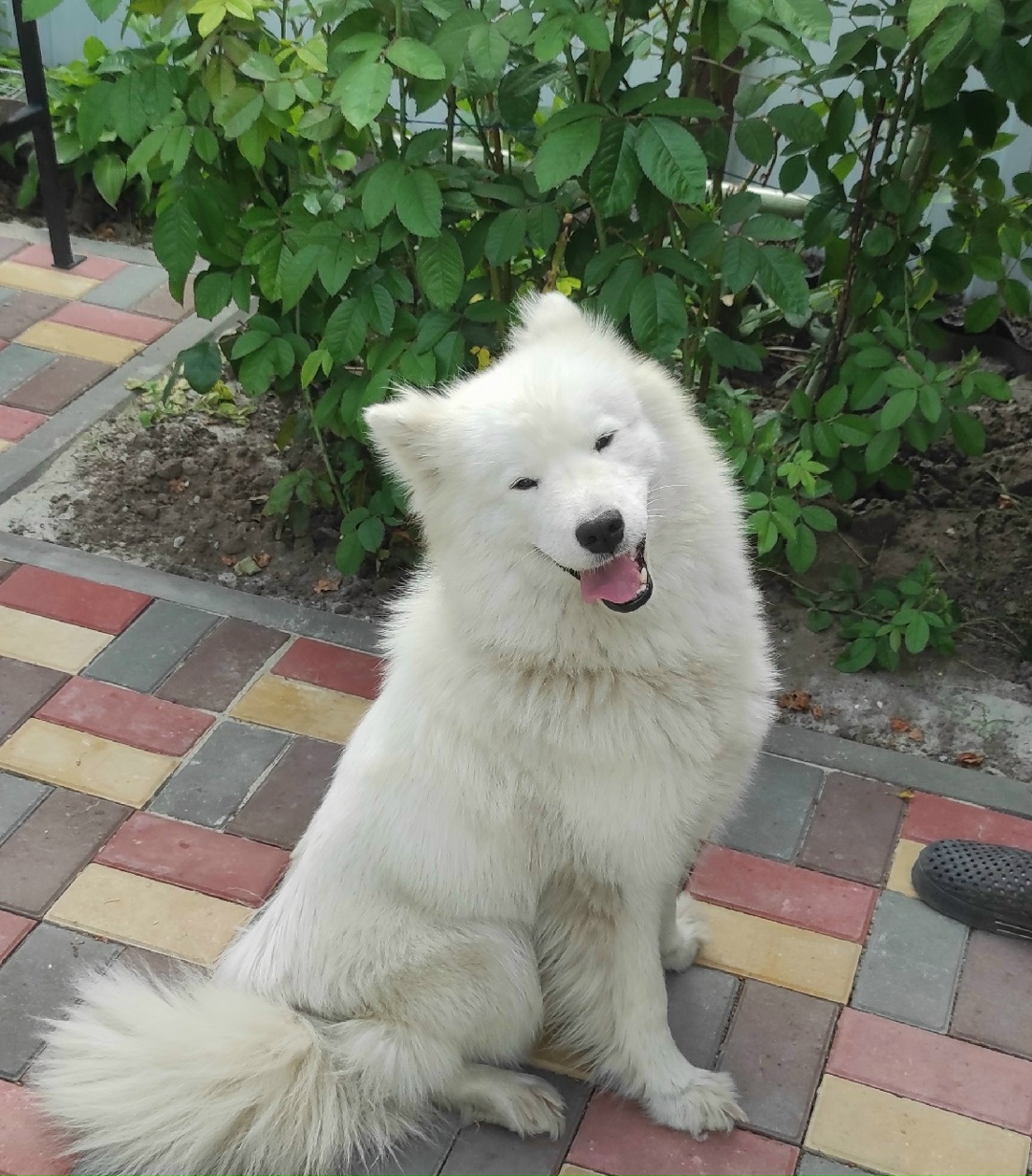 Пропала собака в Курске — фото объявления