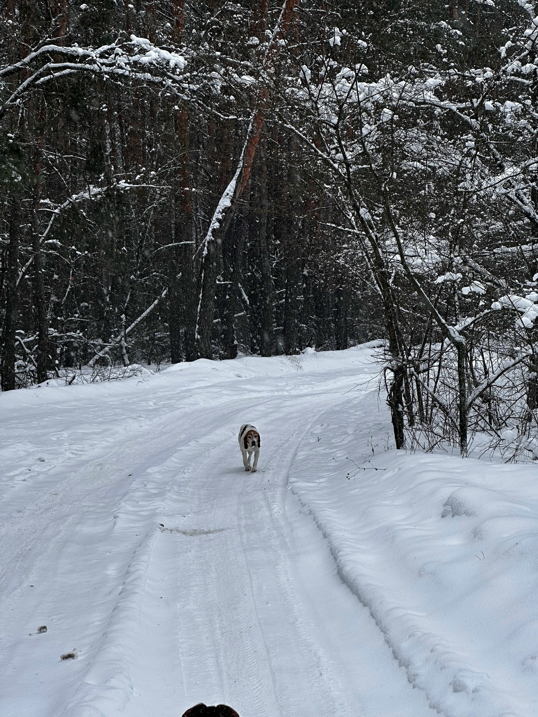 Найдена собака в Курске — фото объявления