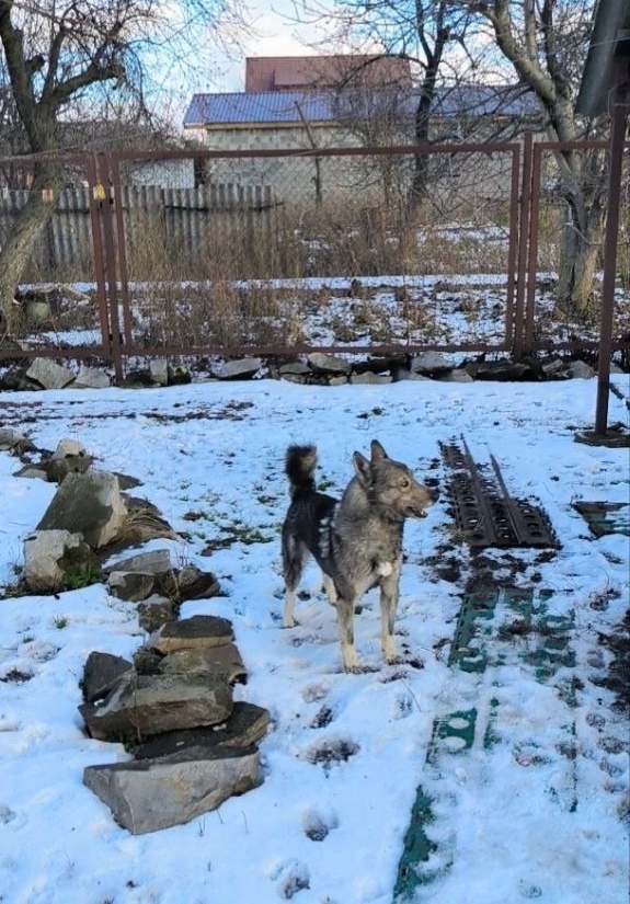 Пропала собака в Курске — фото объявления