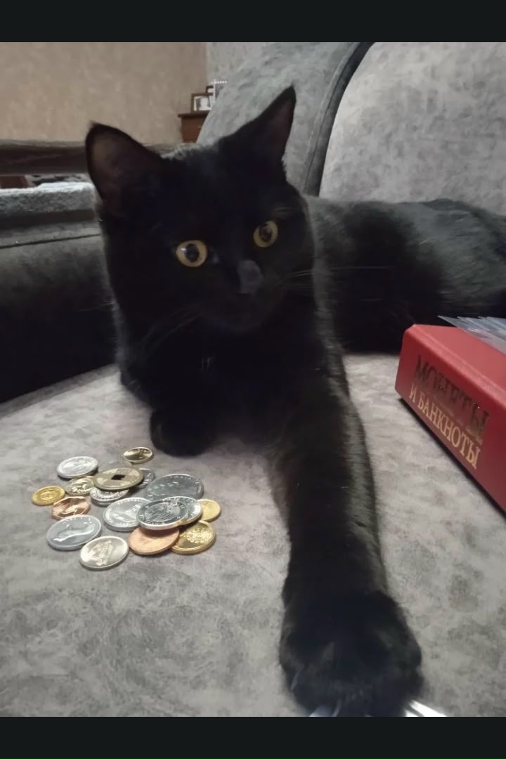 Пропала кошка в Курске — фото объявления