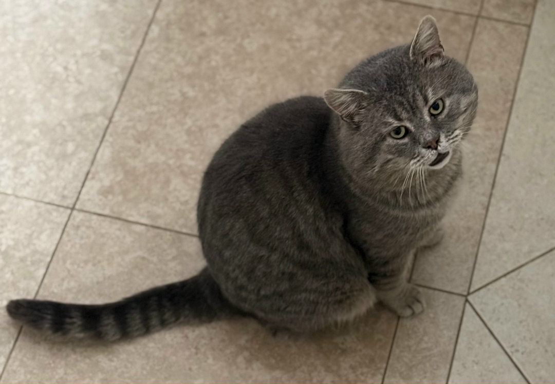 Пропала кошка в Курске — фото объявления