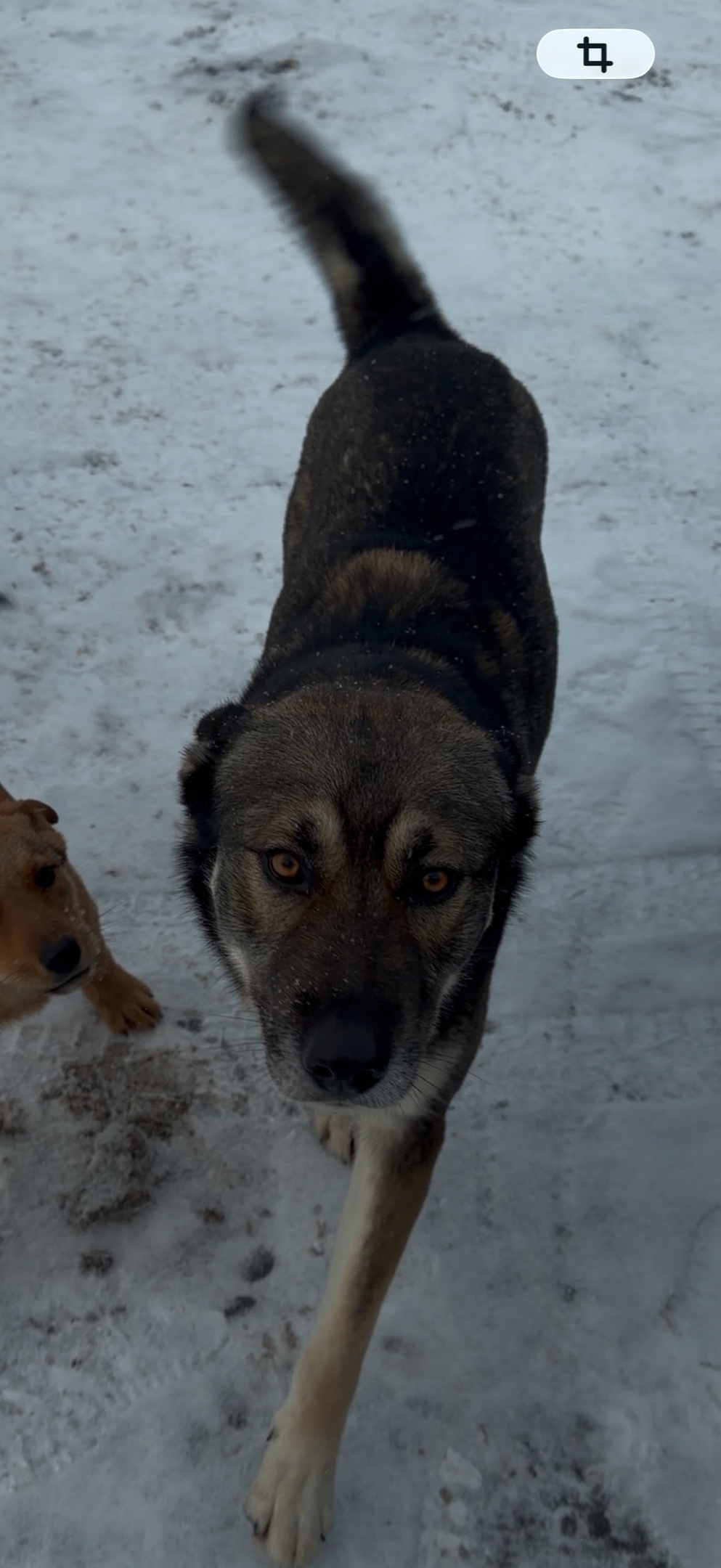 Пропала собака в Курске — фото объявления