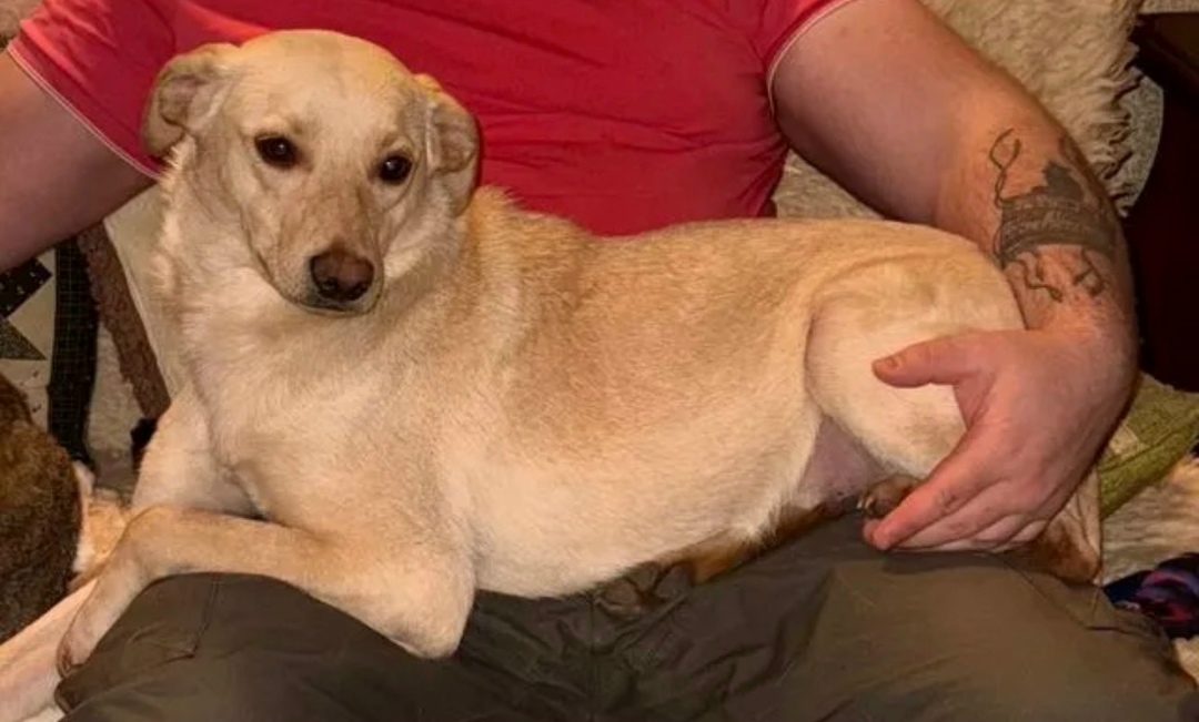 Пропала собака в Курске — фото объявления