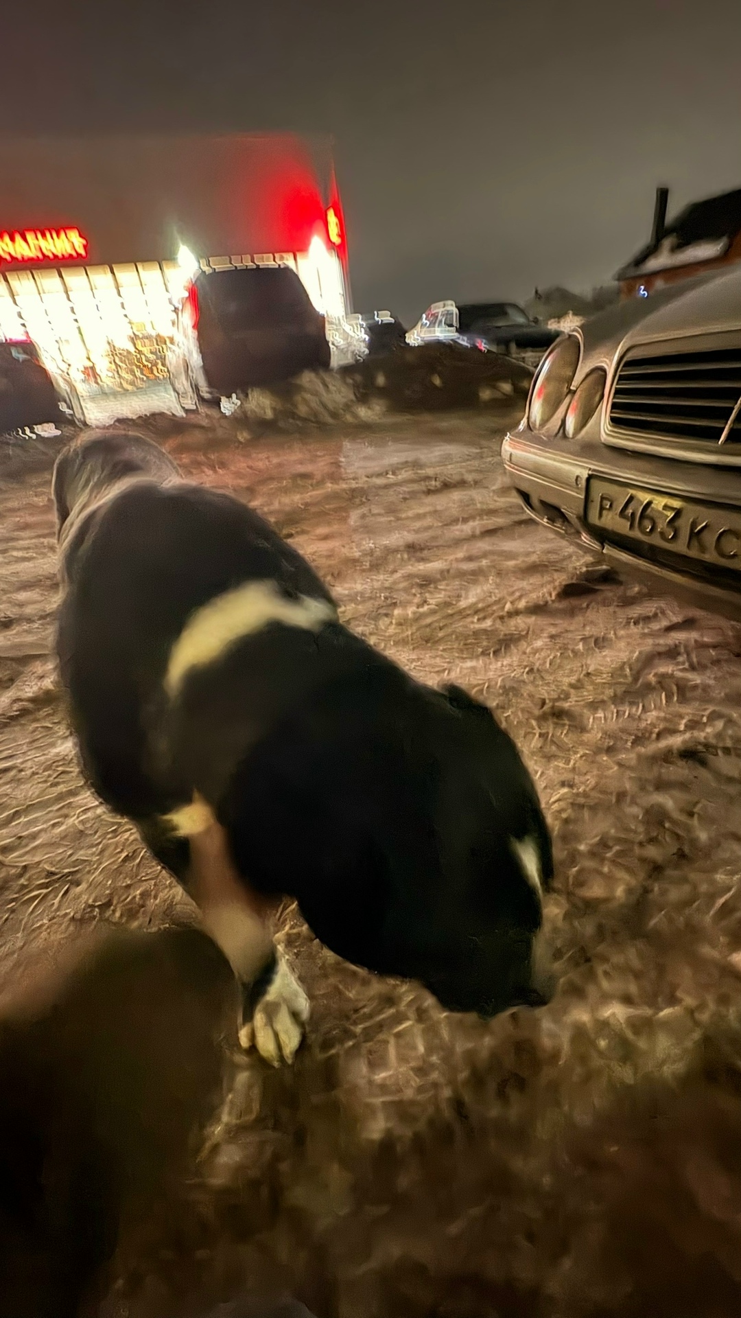 Найдена собака в Курске — фото объявления