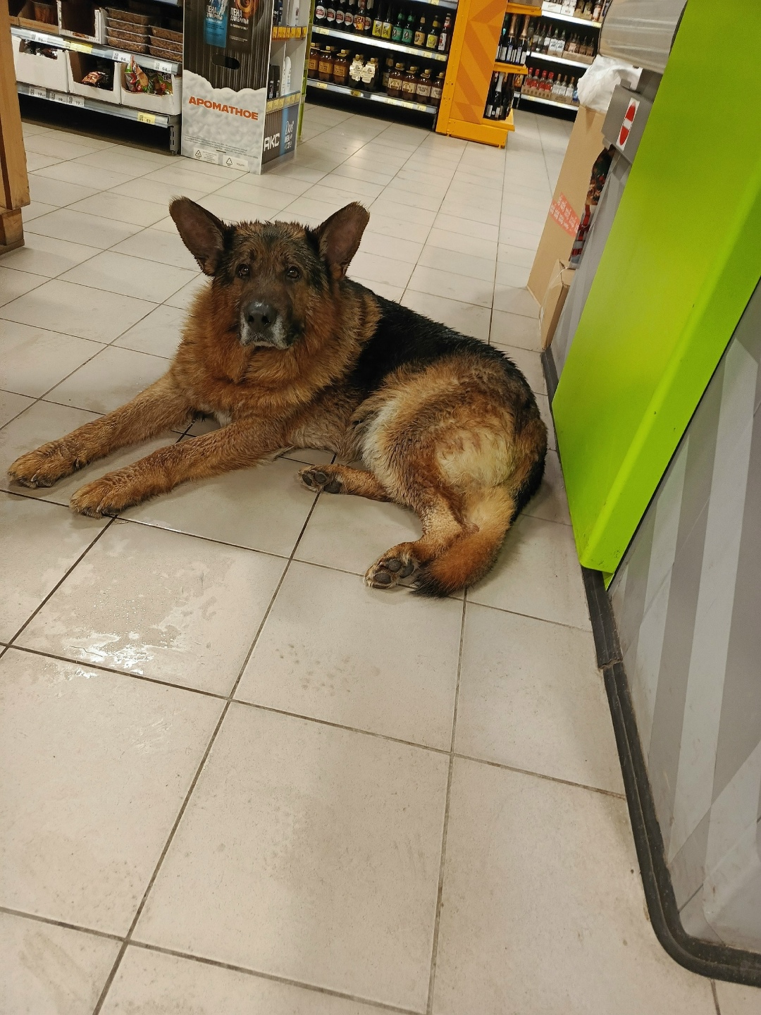 Найдена собака в Курске — фото объявления