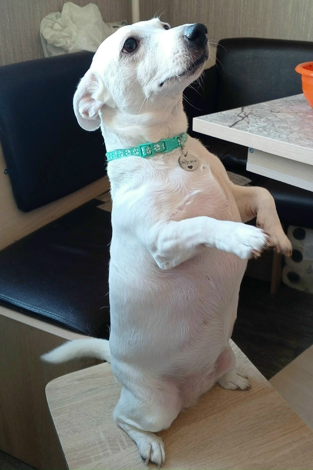 Пропала собака в Курске — фото объявления