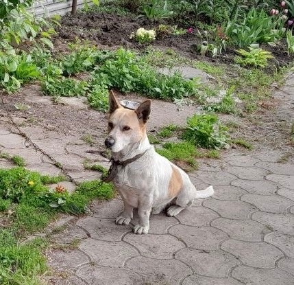 Пропала собака в Курске — фото объявления