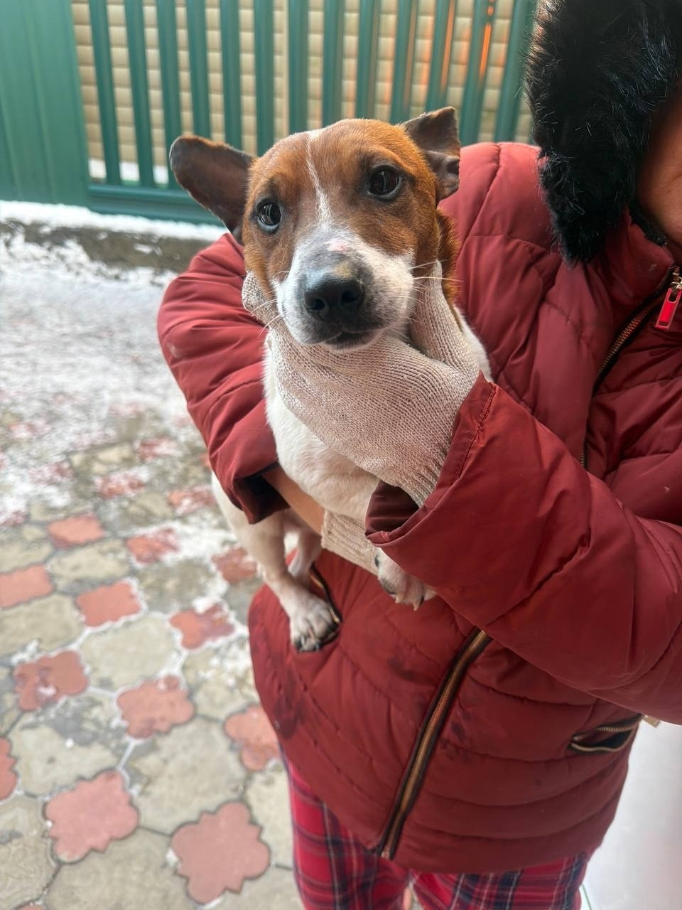 Найдена собака в Курске — фото объявления