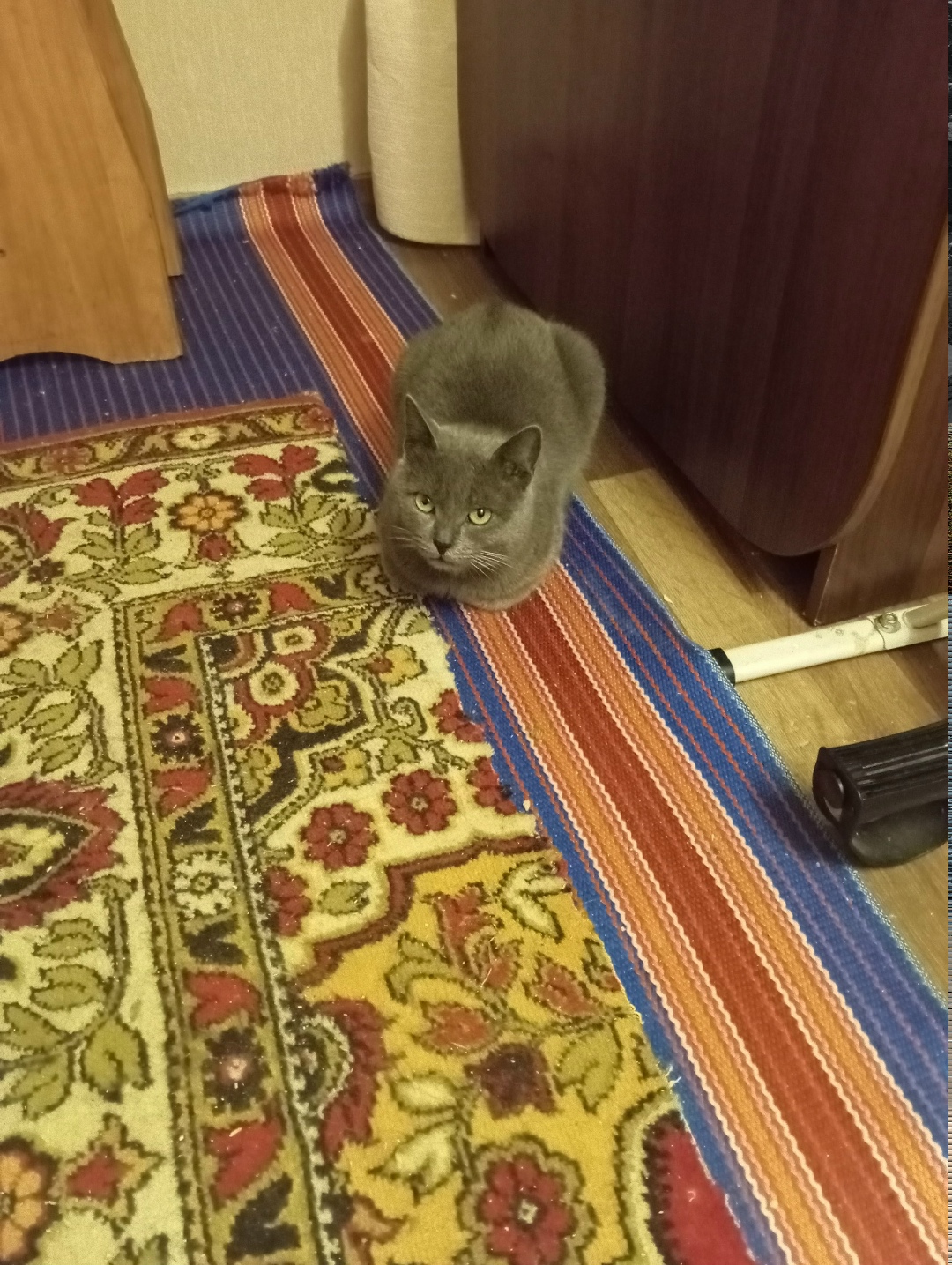 Найдена кошка в Курске — фото объявления