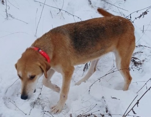 Пропала собака в Курске — фото объявления