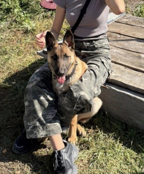 Пропала собака в Курске — фото объявления