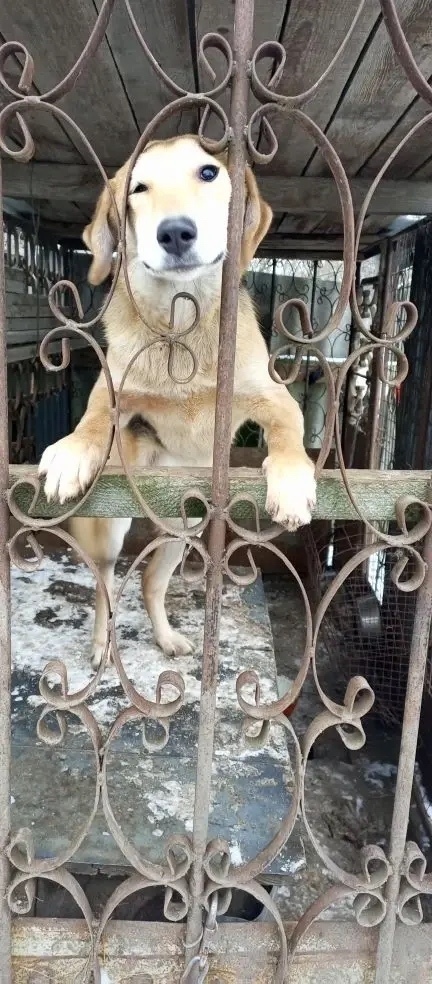 Пропала собака в Курске — фото объявления