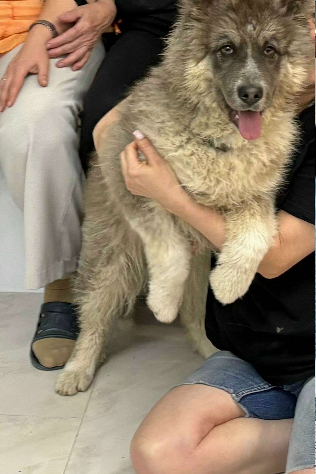 Пропала собака в Курске — фото объявления