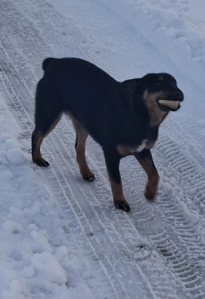 Найдена собака в Курске — фото объявления