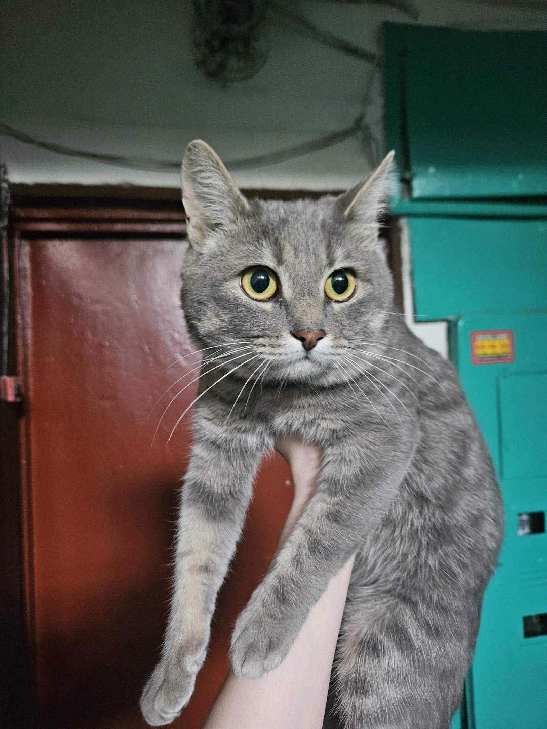 Найдена кошка в Курске — фото объявления