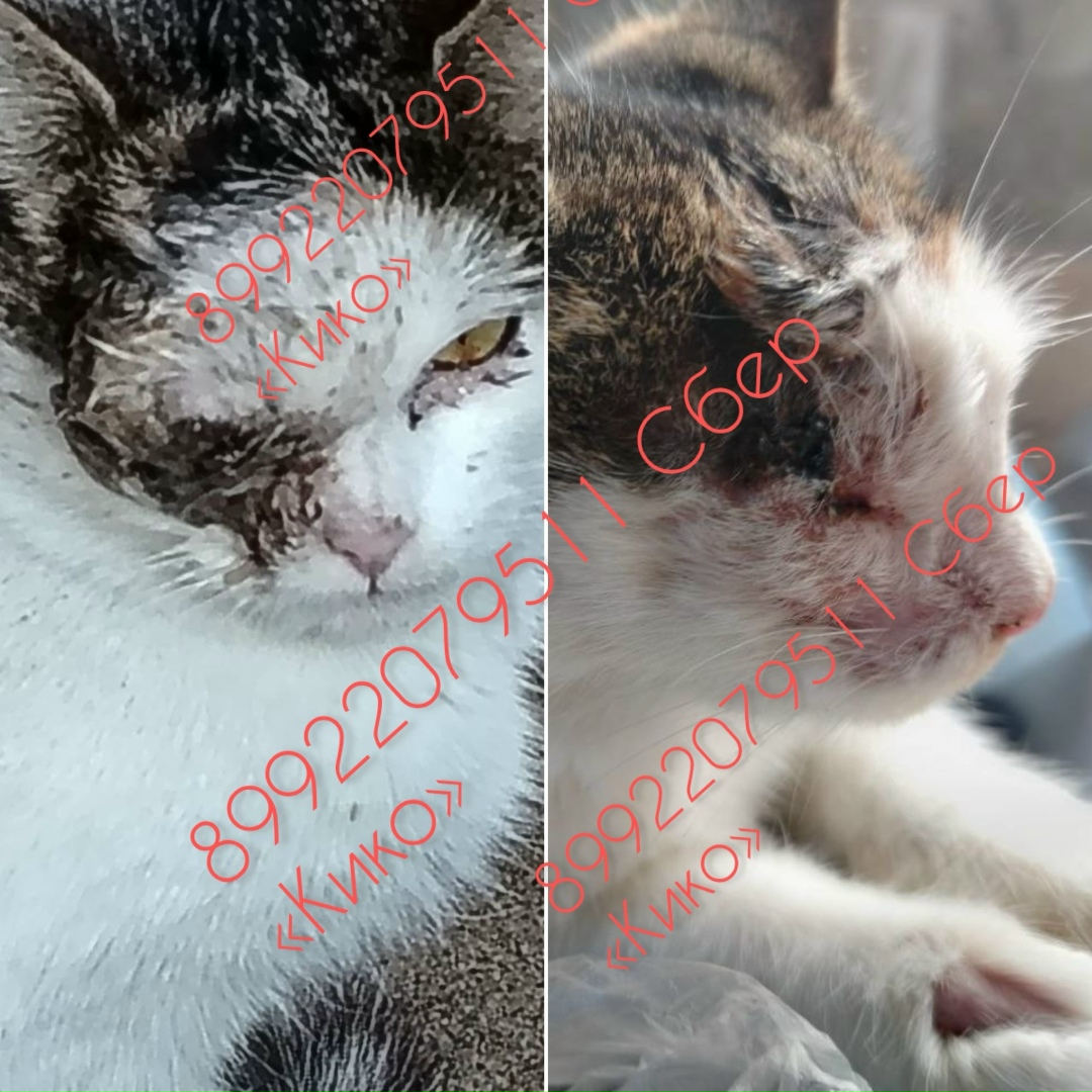 Пропала кошка в Сочи — фото объявления