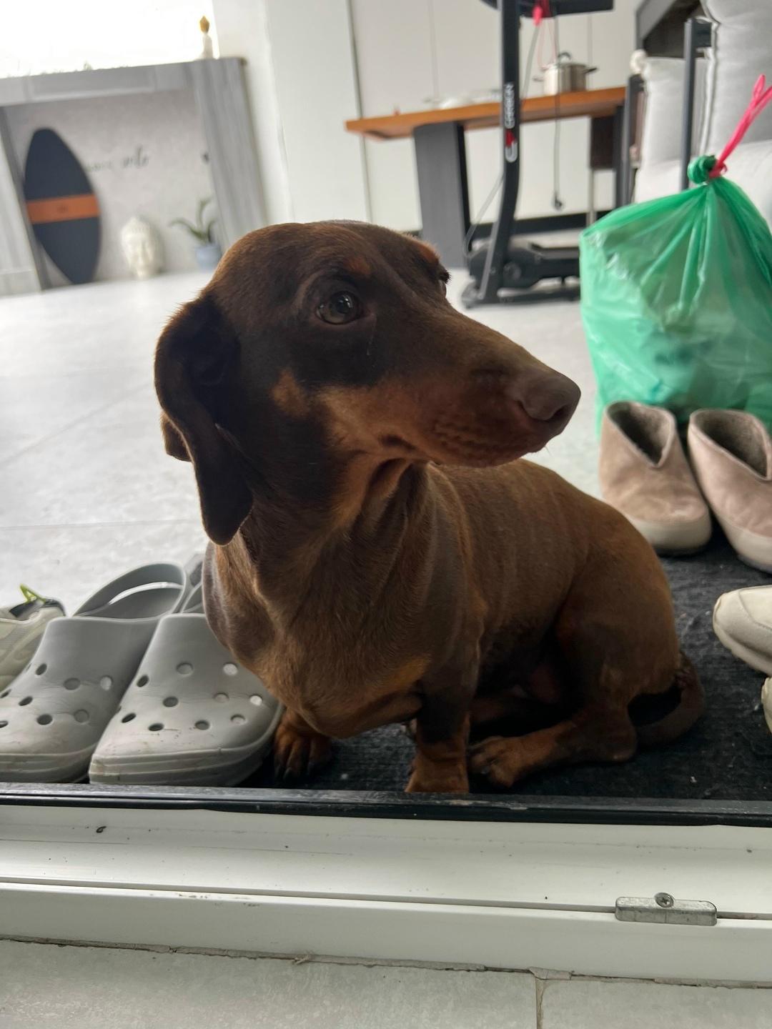 Пропала собака в Сочи — фото объявления