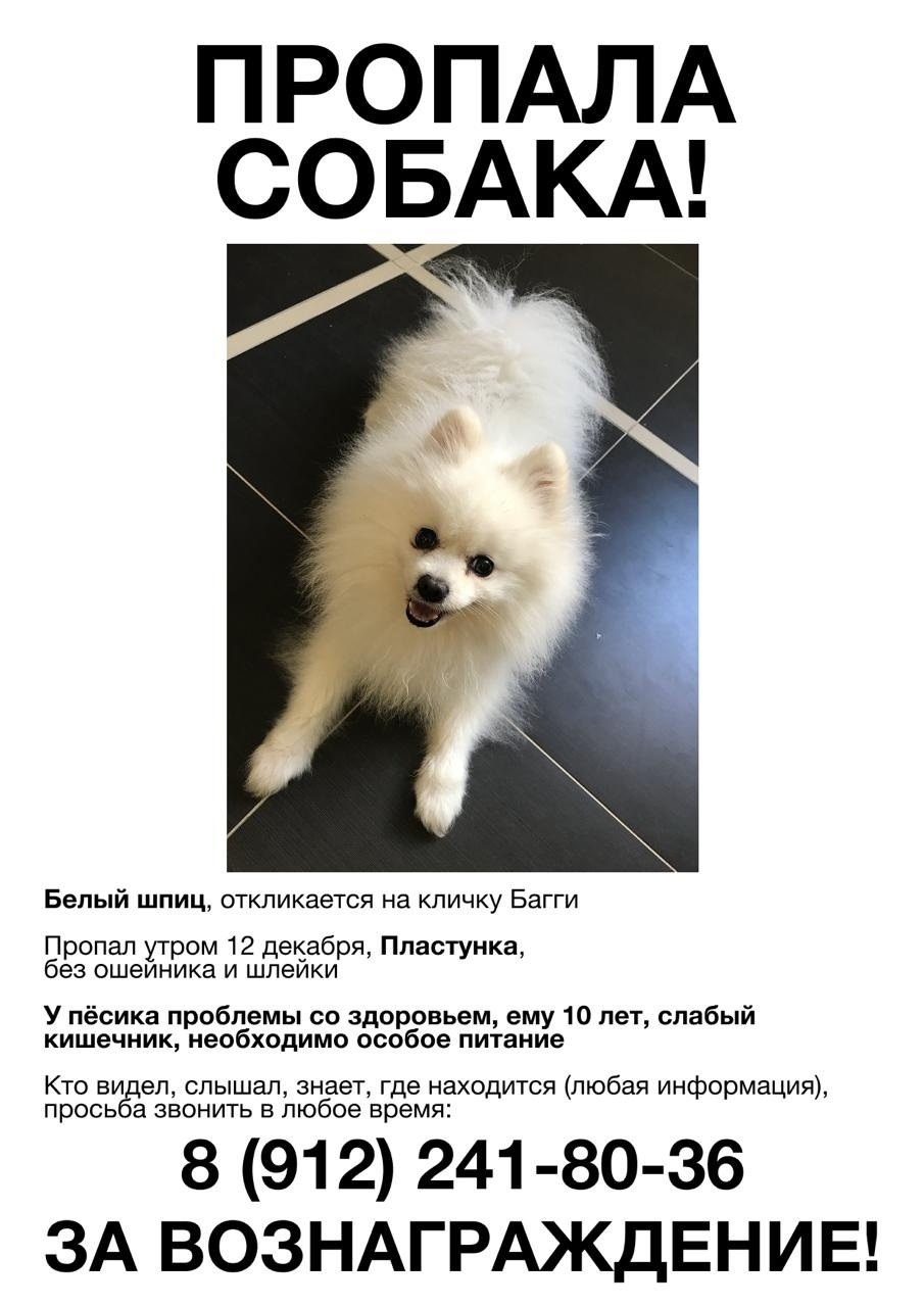 Пропала собака в Сочи — фото объявления