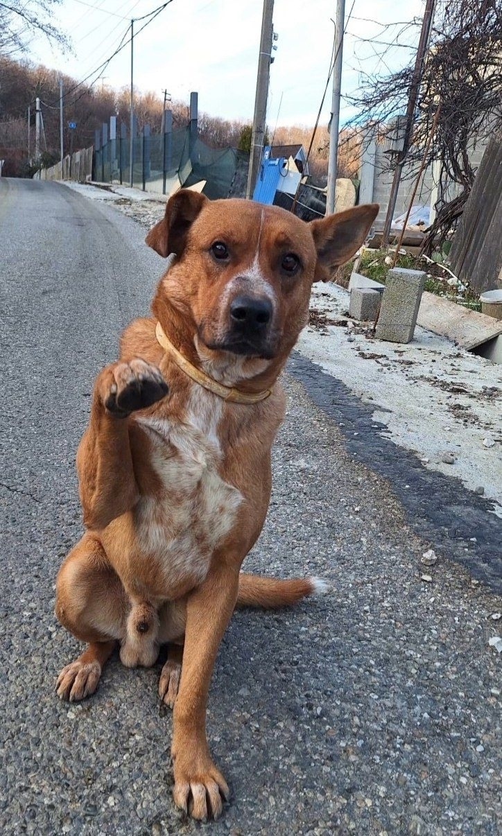 Пропала собака в Сочи — фото объявления