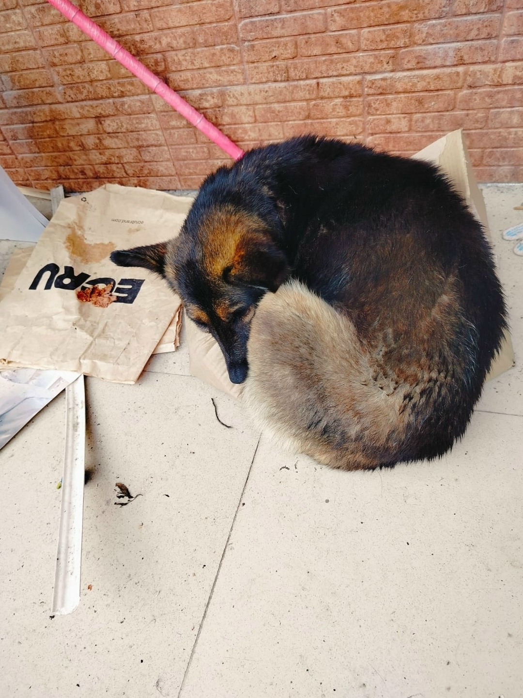 Найдена собака в Сочи — фото объявления