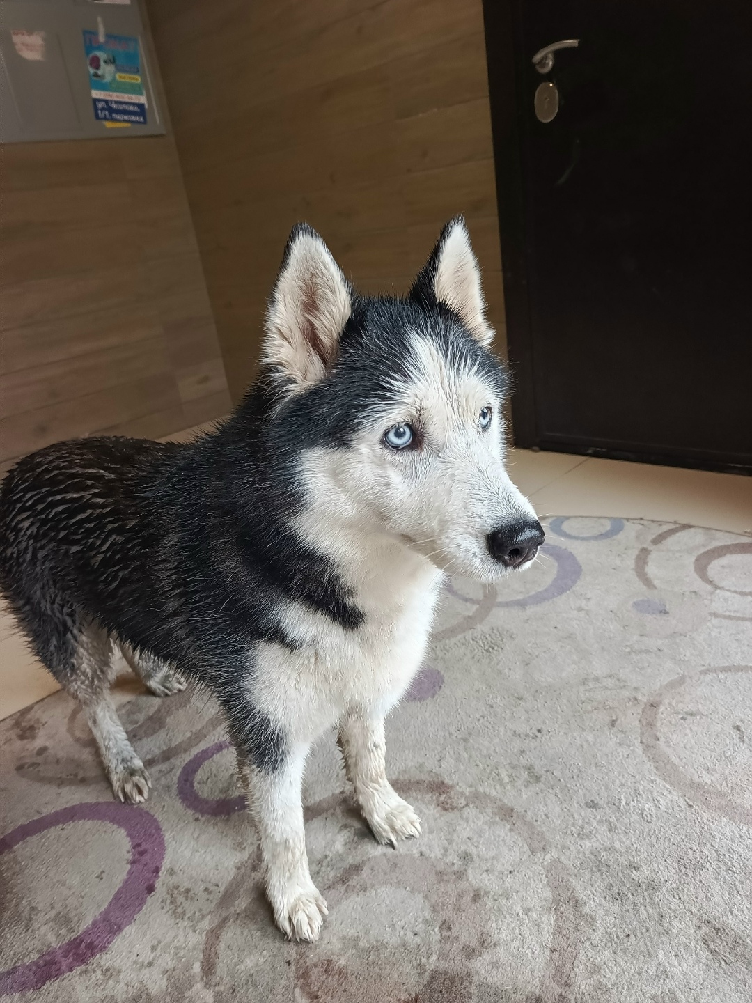 Найдена собака в Сочи — фото объявления