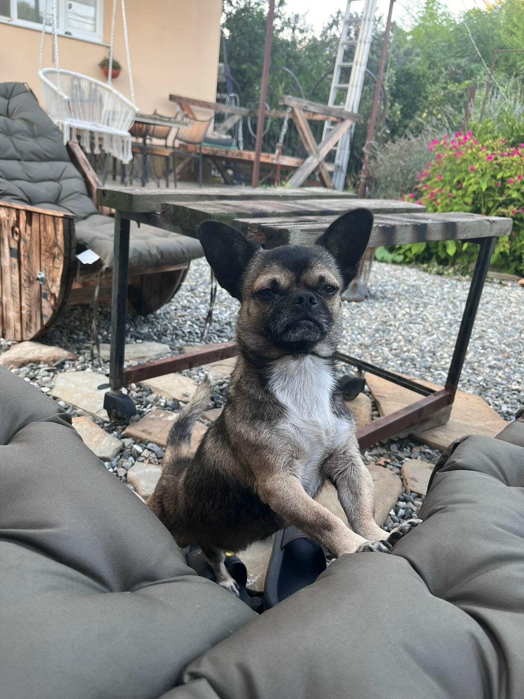 Пропала собака в Сочи — фото объявления