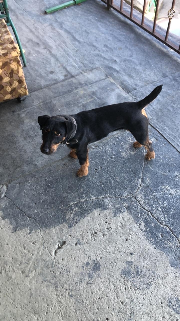 Пропала собака в Сочи — фото объявления