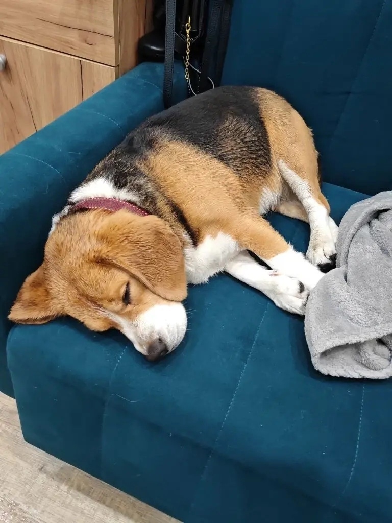 Найдена собака в Сочи — фото объявления