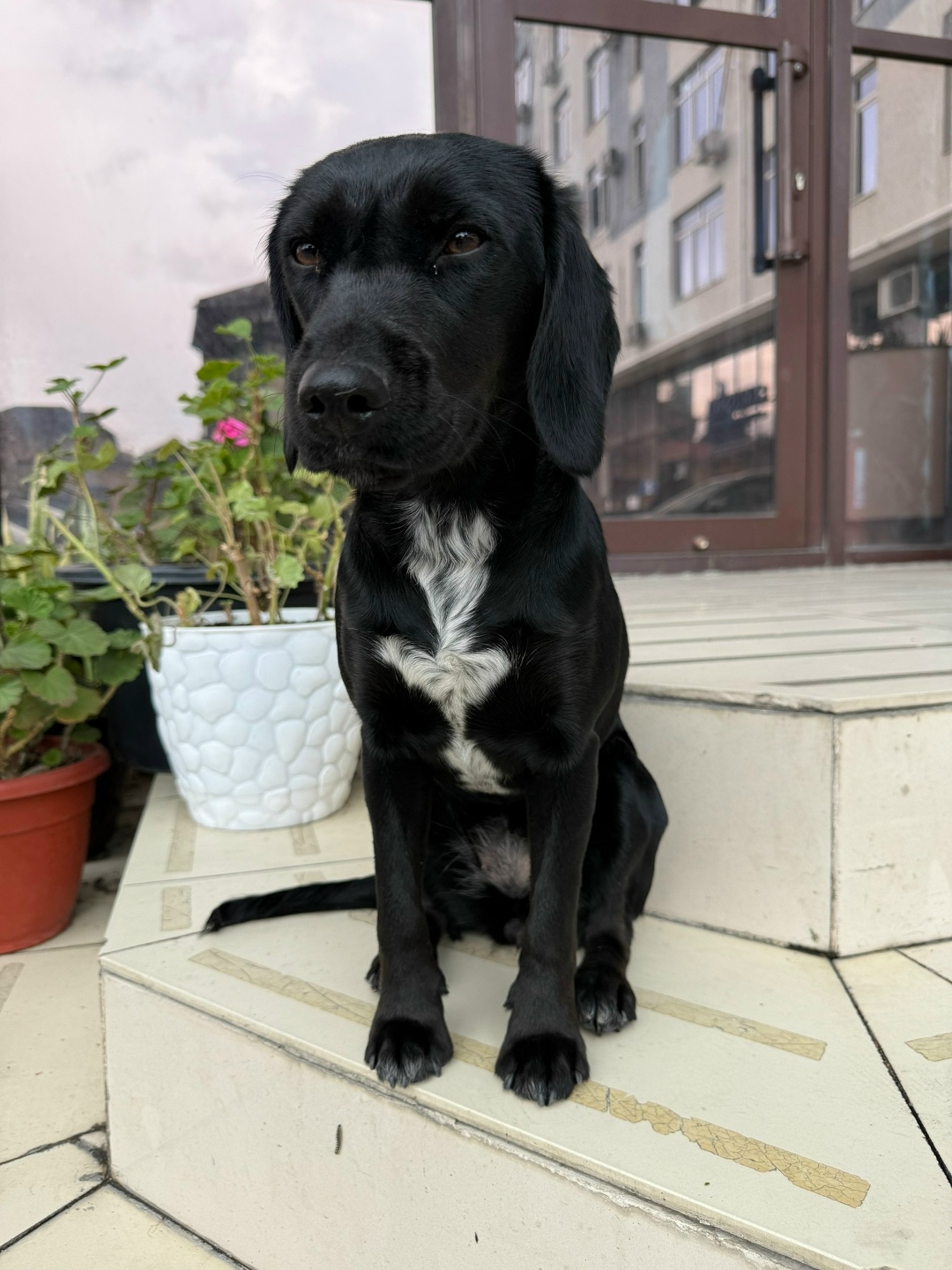 Найдена собака в Сочи — фото объявления