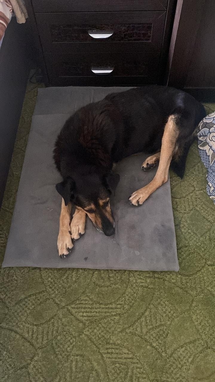 Пропала собака в Сочи — фото объявления