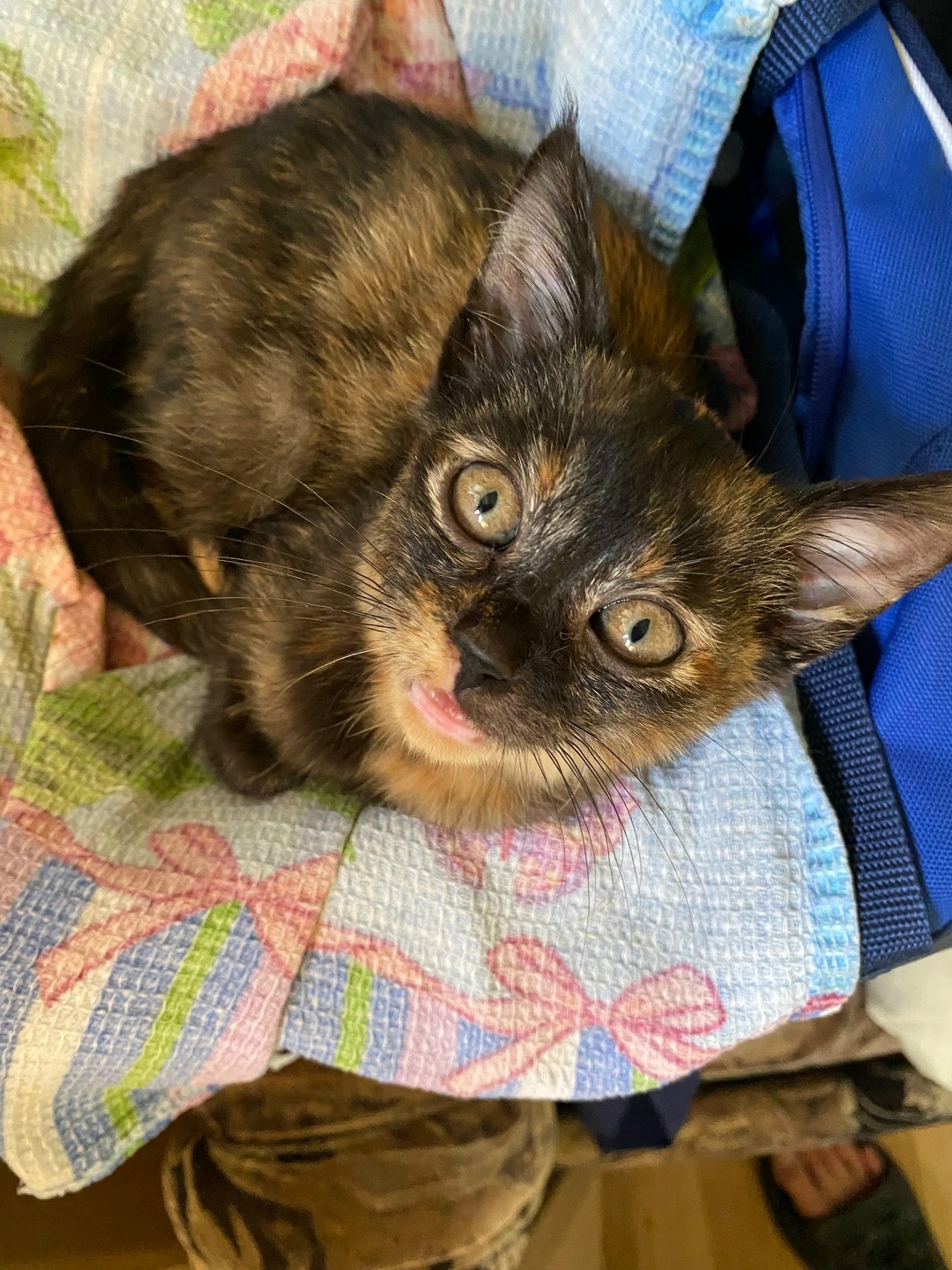 Найдена собака в Сочи — фото объявления