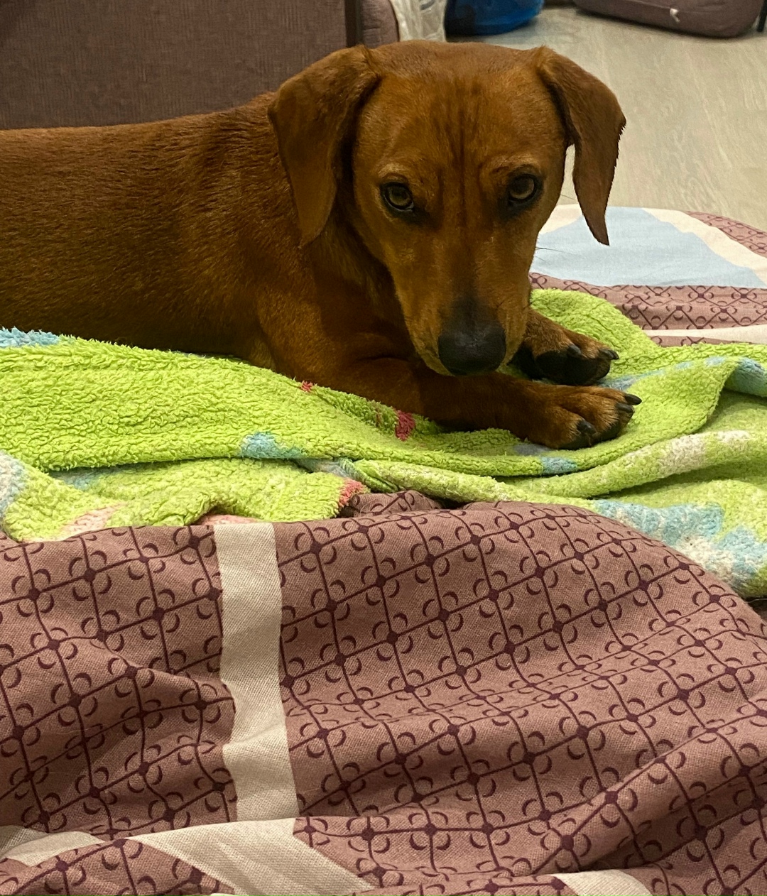 Найдена собака в Сочи — фото объявления