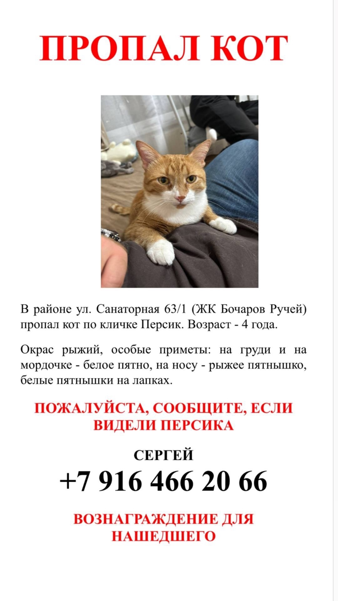 Пропала кошка в Сочи — фото объявления