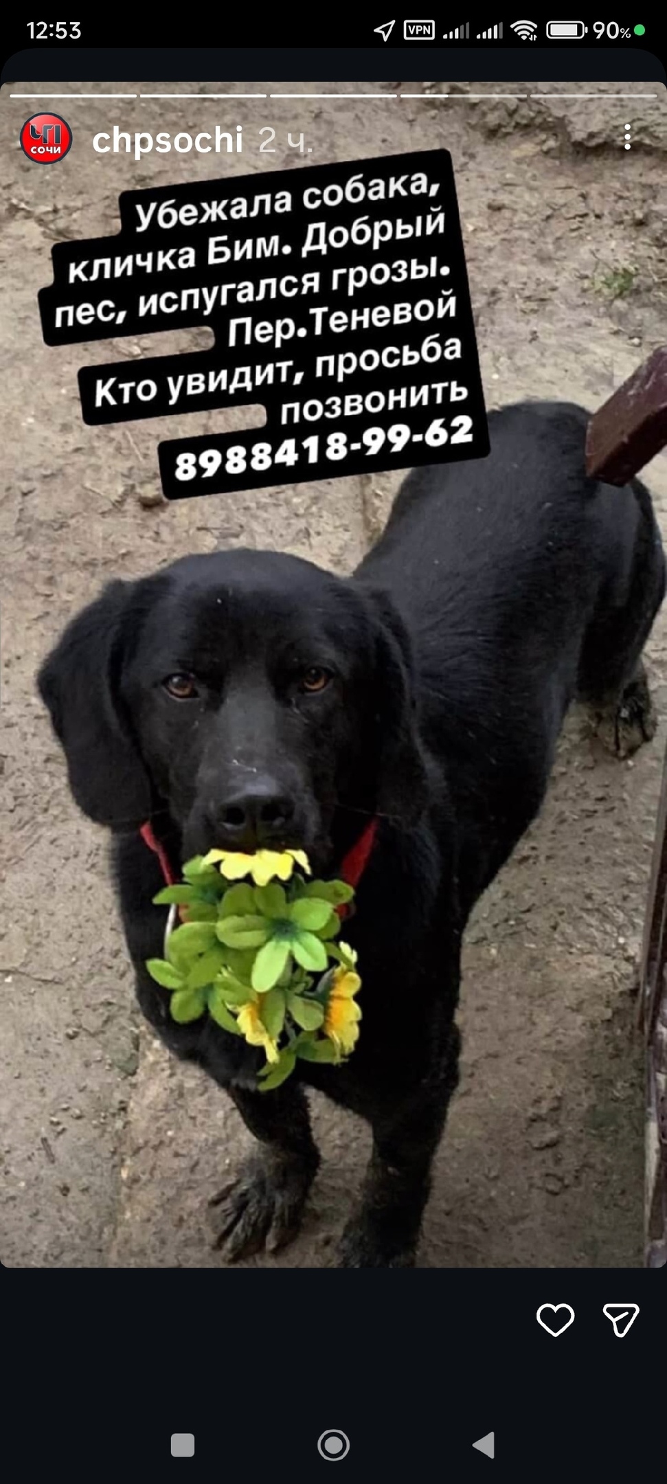 Пропала собака в Сочи — фото объявления