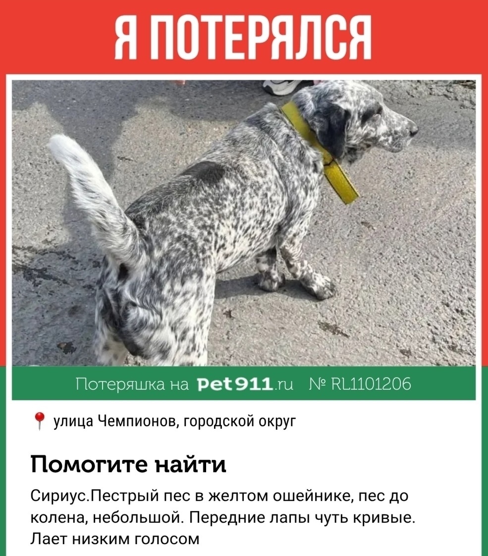 Пропала собака в Сочи — фото объявления